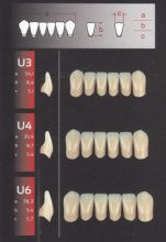 Zęby REF-LINE przednie dolne U