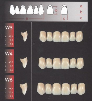 Zęby REF-LINE przednie górne W