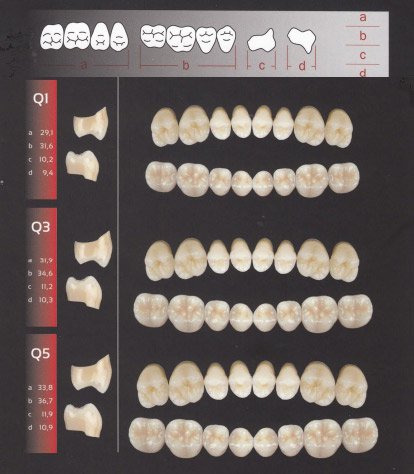 Zęby REF-LINE boczne Q