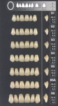 Zęby PRIMODENT przednie górne okrągłe