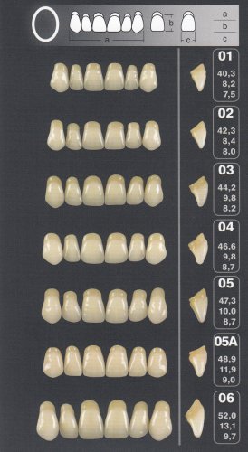 Zęby PRIMODENT przednie górne okrągłe