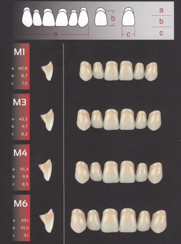 Zęby REF-LINE przednie górne M