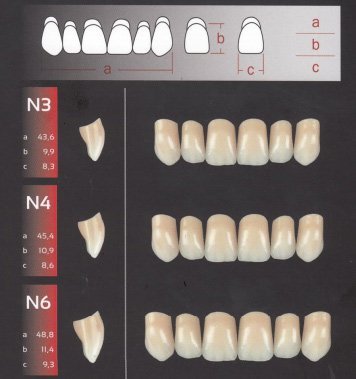 Zęby REF-LINE przednie górne N